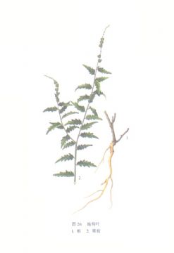 Speranskia Tuberculata  Extract